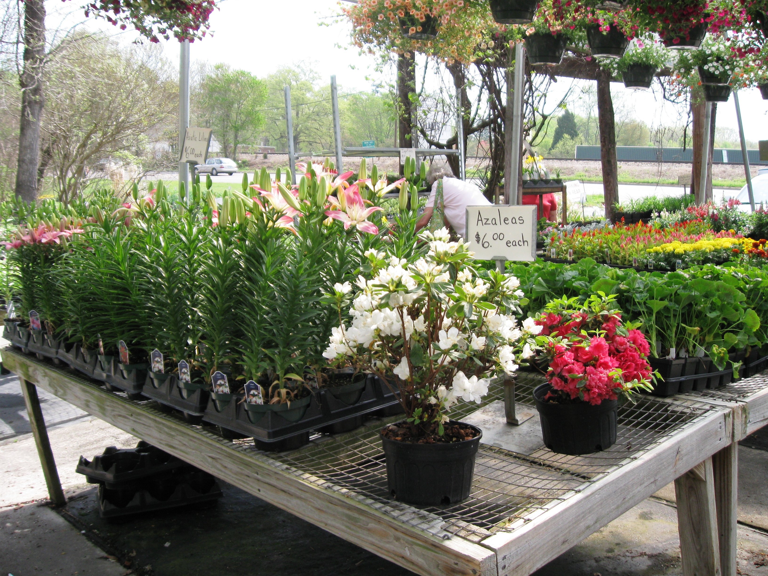 Flowering Plants WinstonSalem, NC & Clemmons, NC Perennials